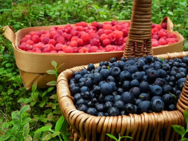 Визначено 5 продуктів, які посилюють розумові здібності