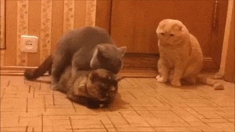 Про это: 8 фактов о кошачьем сексе 17