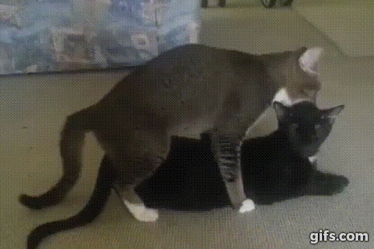Про это: 8 фактов о кошачьем сексе 13