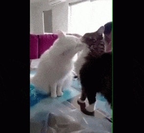 Про это: 8 фактов о кошачьем сексе 16