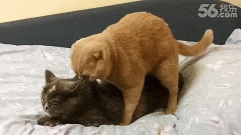Про это: 8 фактов о кошачьем сексе 14