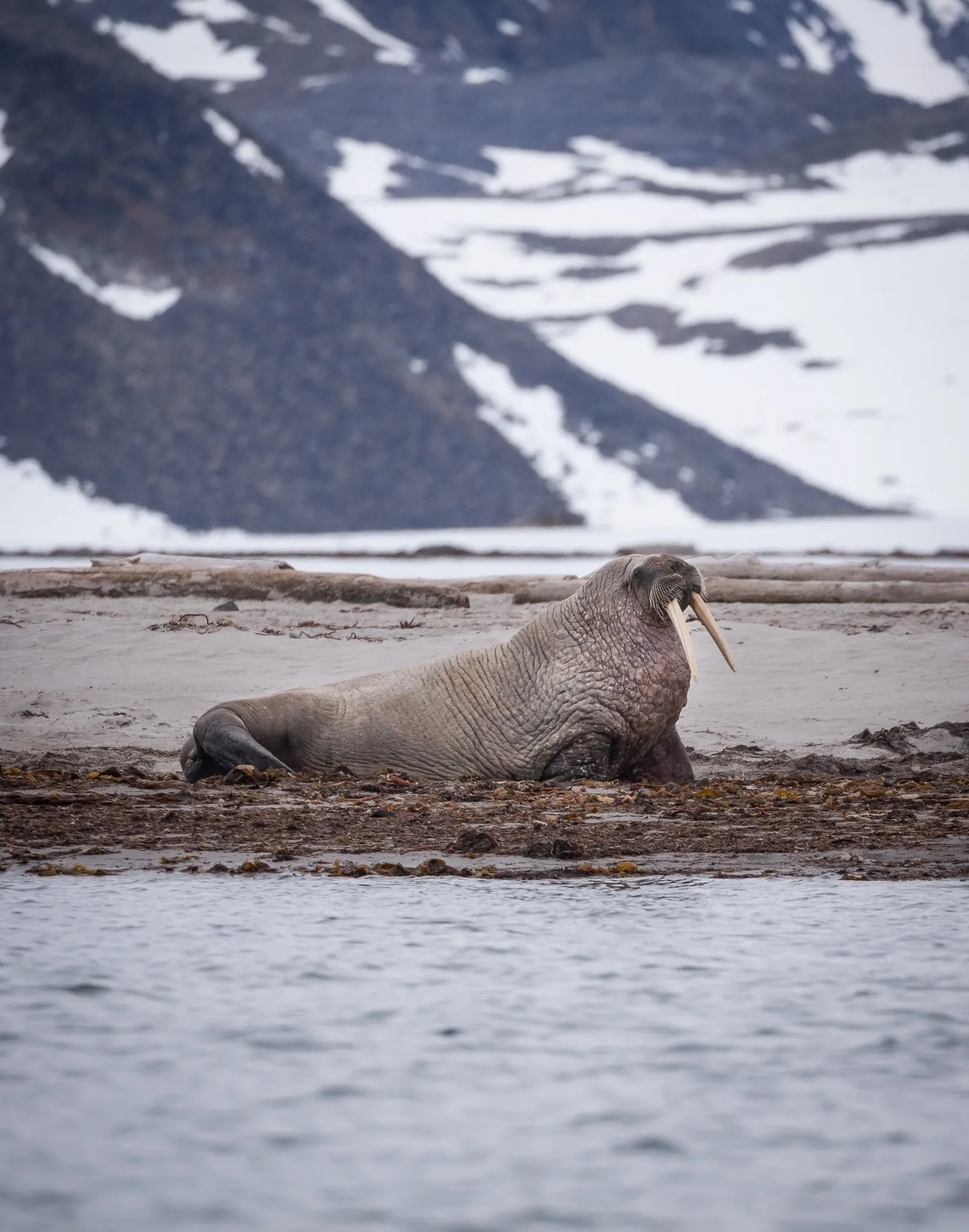 Ближче до Моржів У Дикому Серці Арктики 6 Ближче до Моржів У Дикому Серці Арктики 6