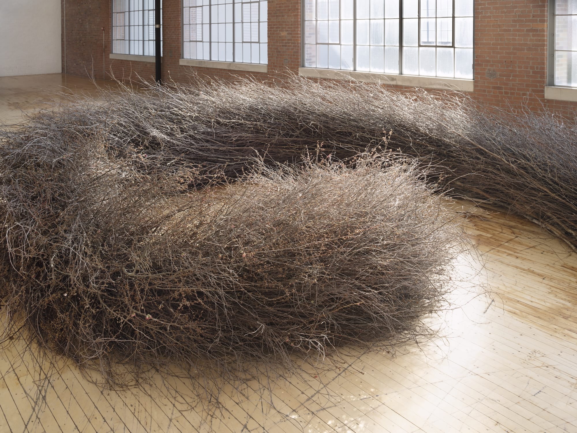 Як монументальні екологічні роботи Мег Вебстер плекають возз'єднання 15