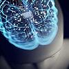 Естроген від коливань місячних до менопаузи: вплив гормональних змін на жіночий мозок 19